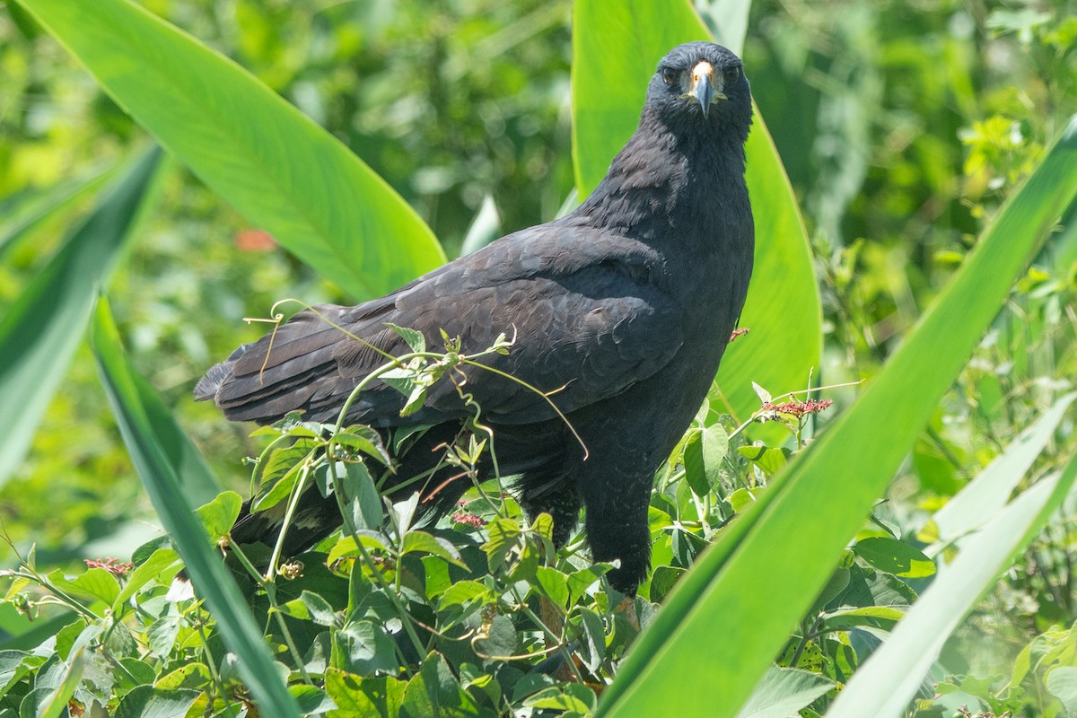 Great Black Hawk - ML637612150