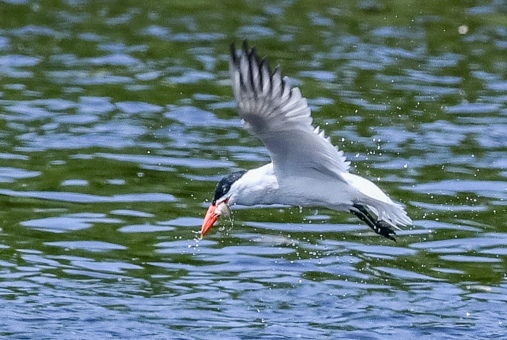 Caspian Tern - ML637612169