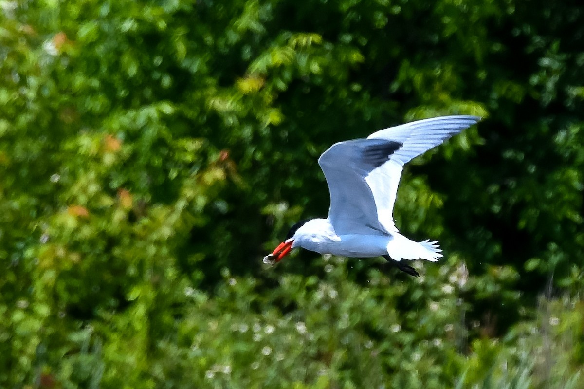 Caspian Tern - ML637612170