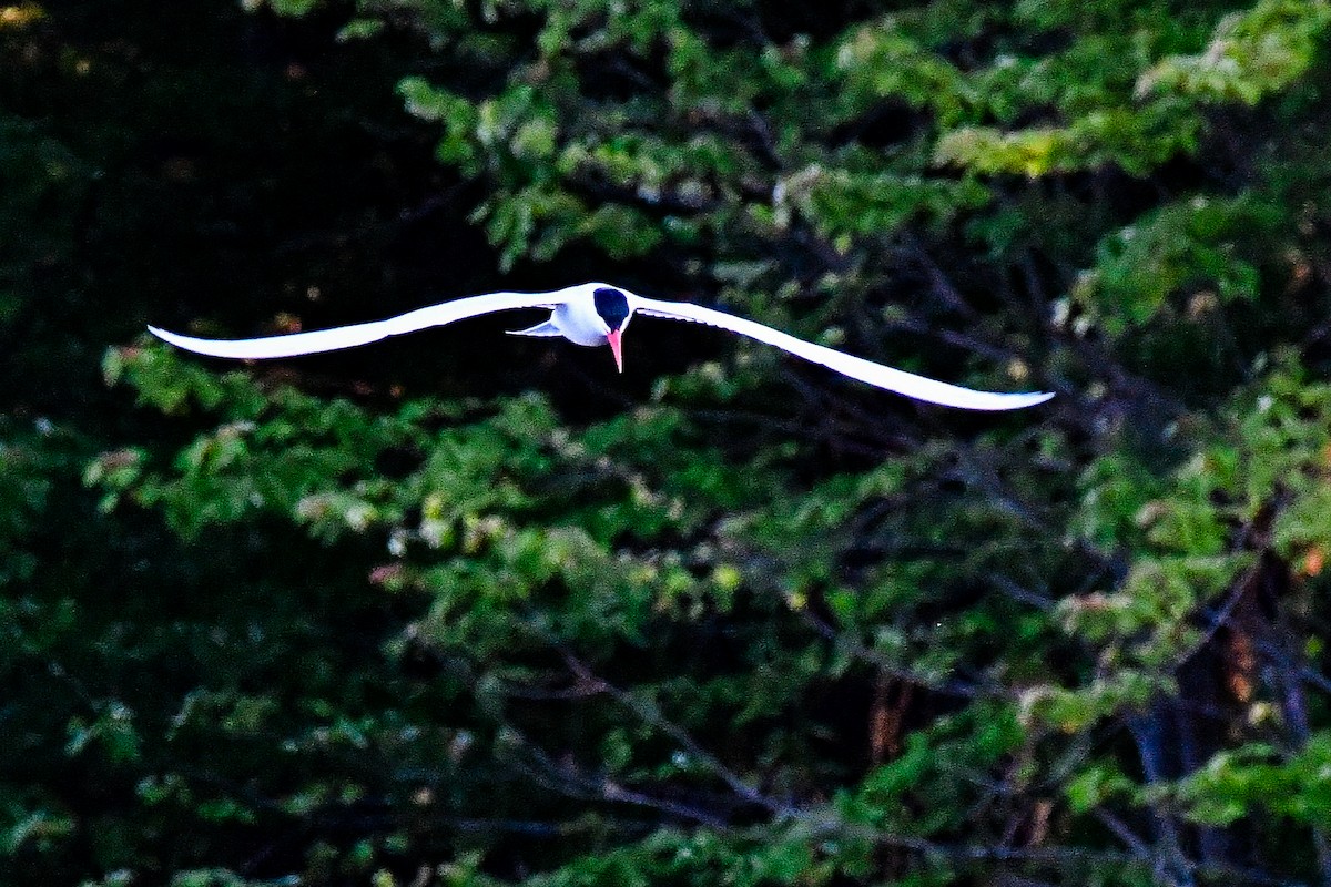 Caspian Tern - ML637612171