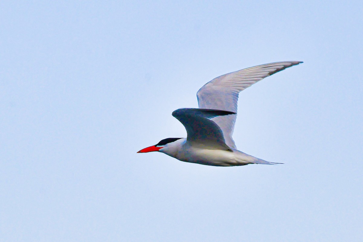 Caspian Tern - ML637612175
