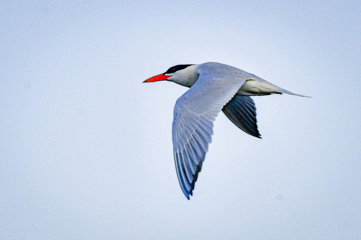 Caspian Tern - ML637612176