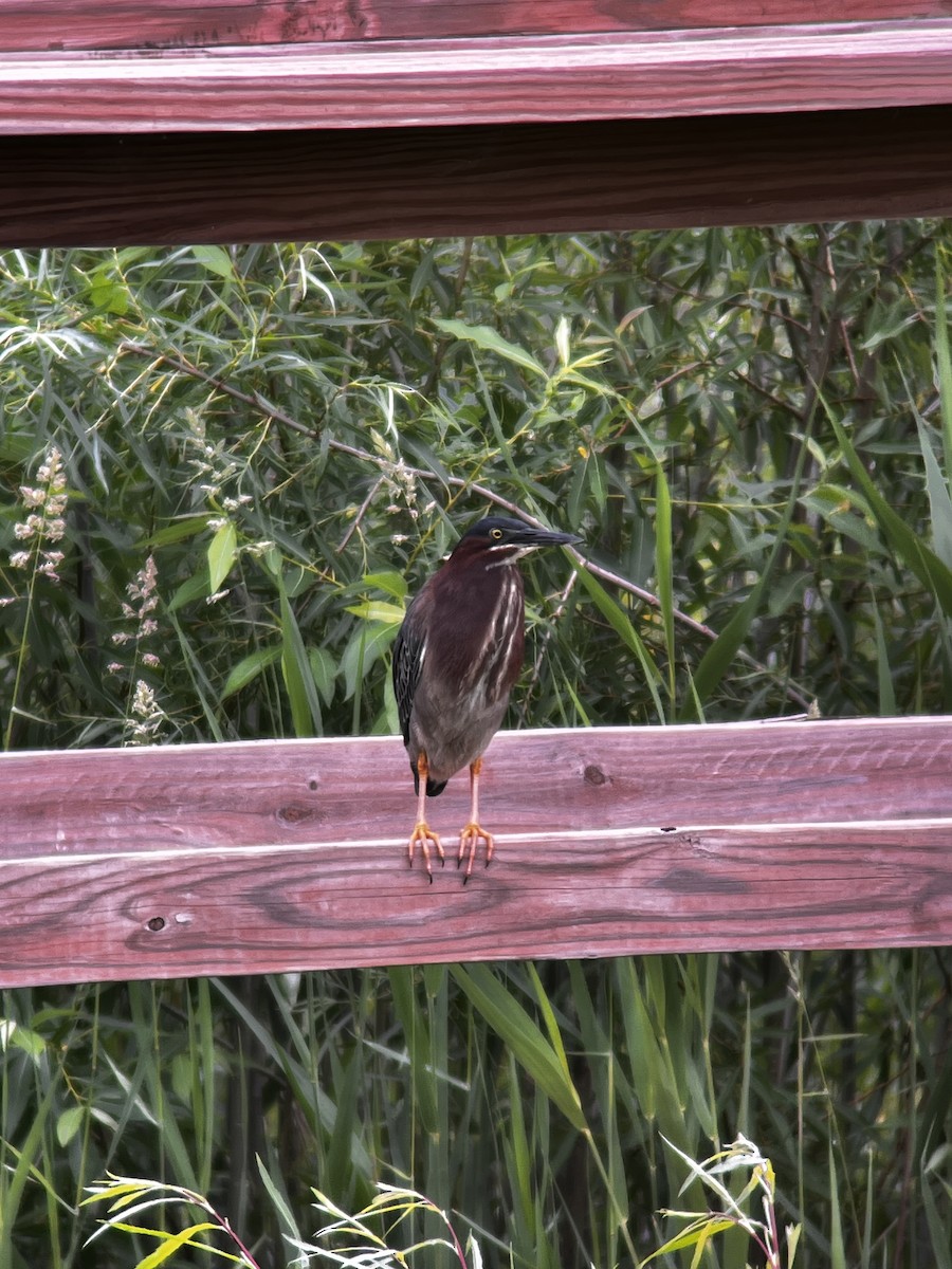 Green Heron - ML637612182