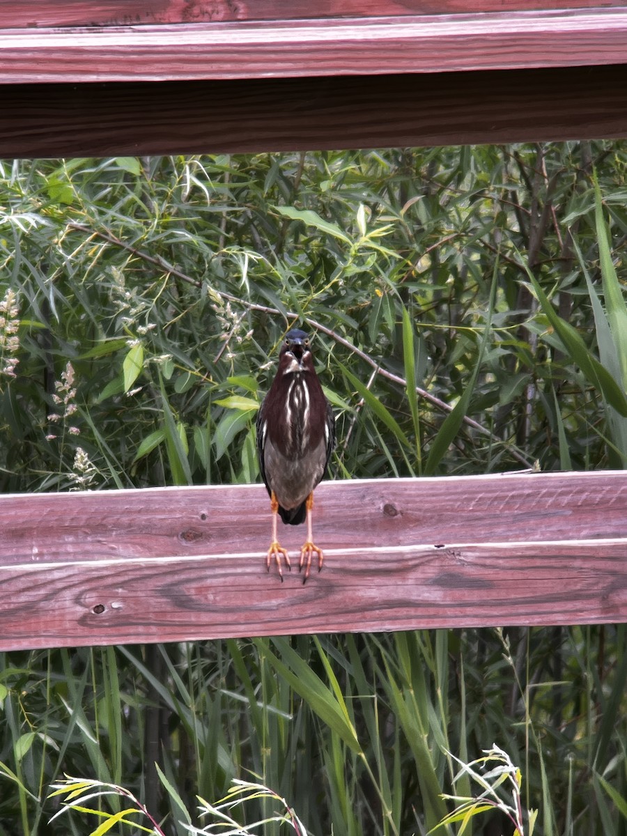 Green Heron - ML637612183