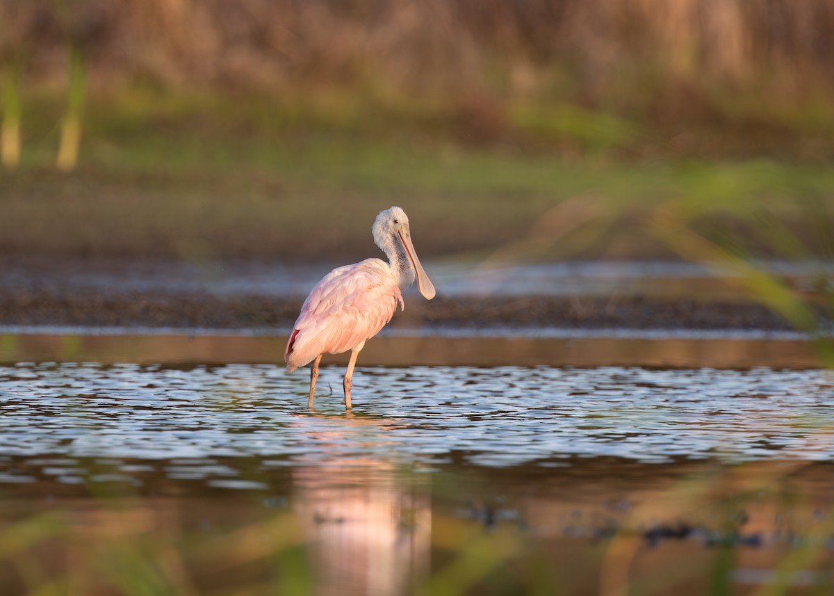 Roseate Spoonbill - ML637612185