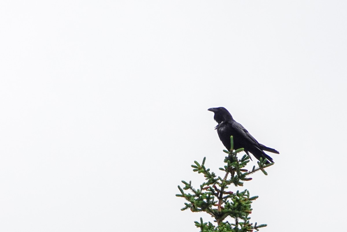 Common Raven - ML637612190