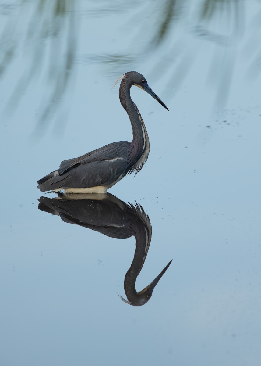 Tricolored Heron - ML637612198