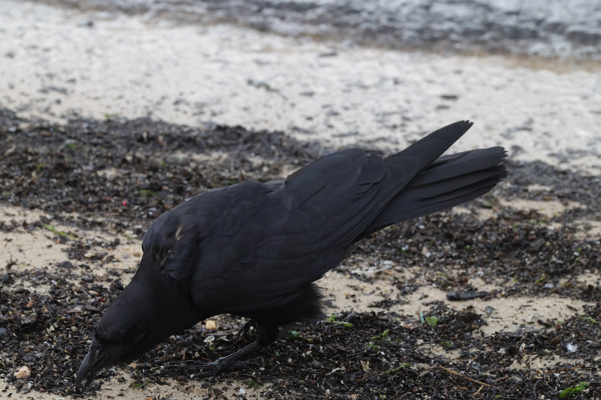 Fish Crow - ML637612202