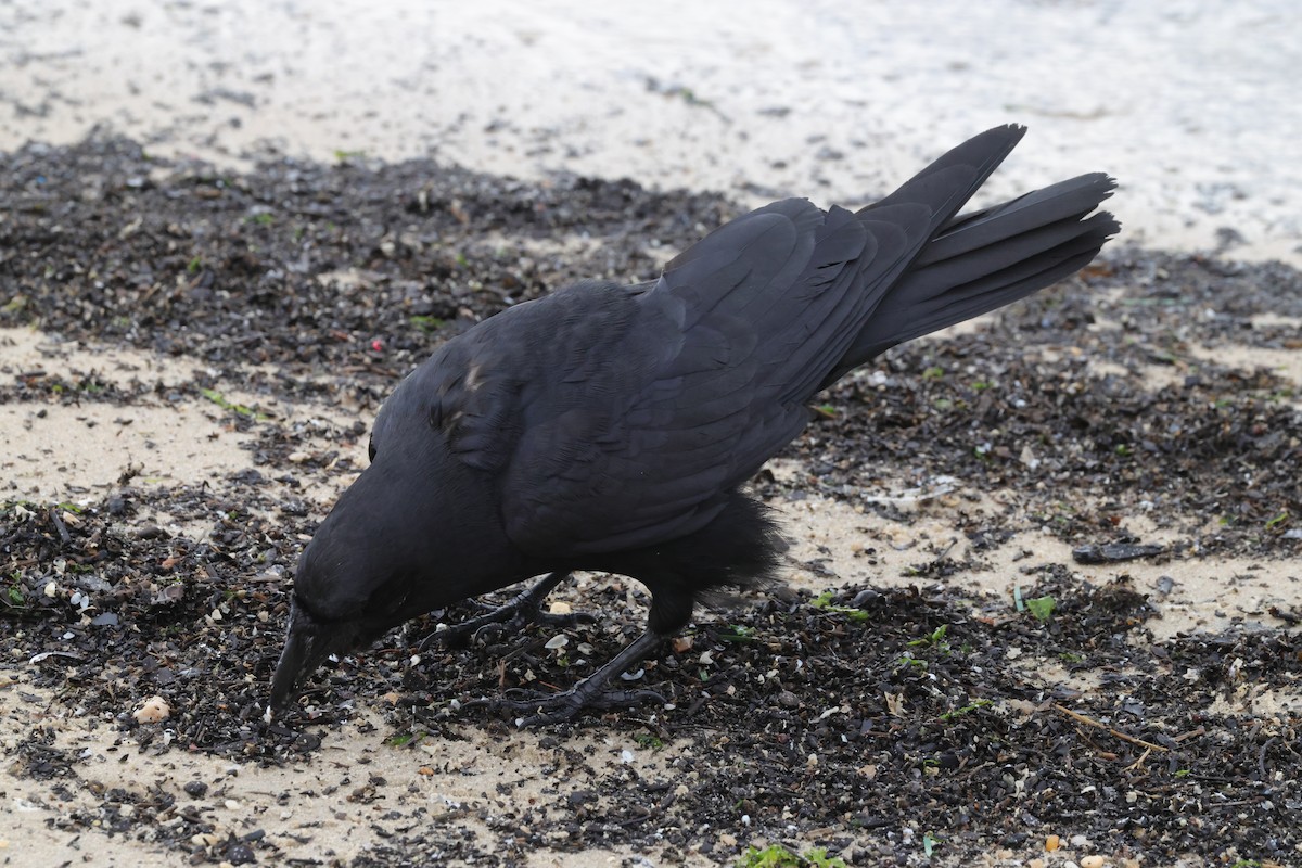 Fish Crow - ML637612203