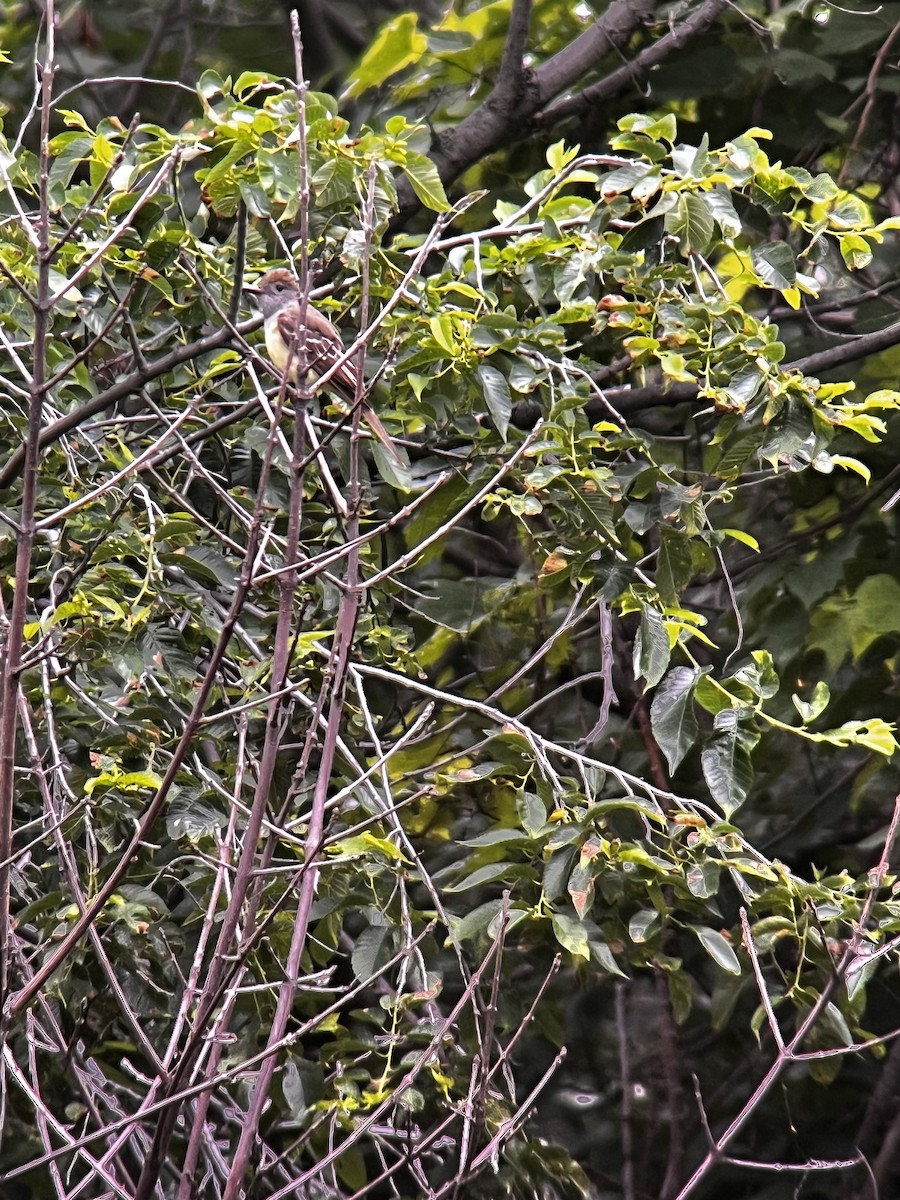 Great Crested Flycatcher - ML637612204