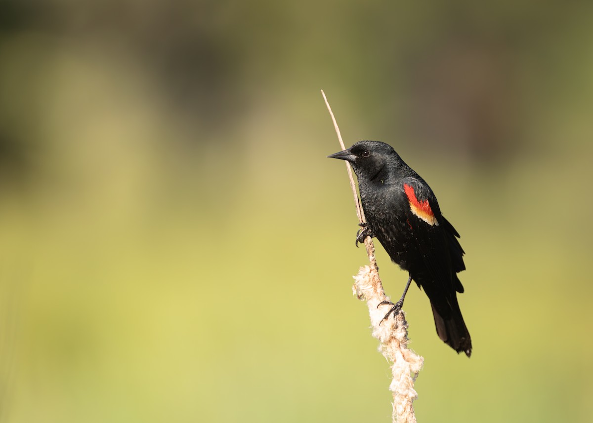 Red-winged Blackbird - ML637612210