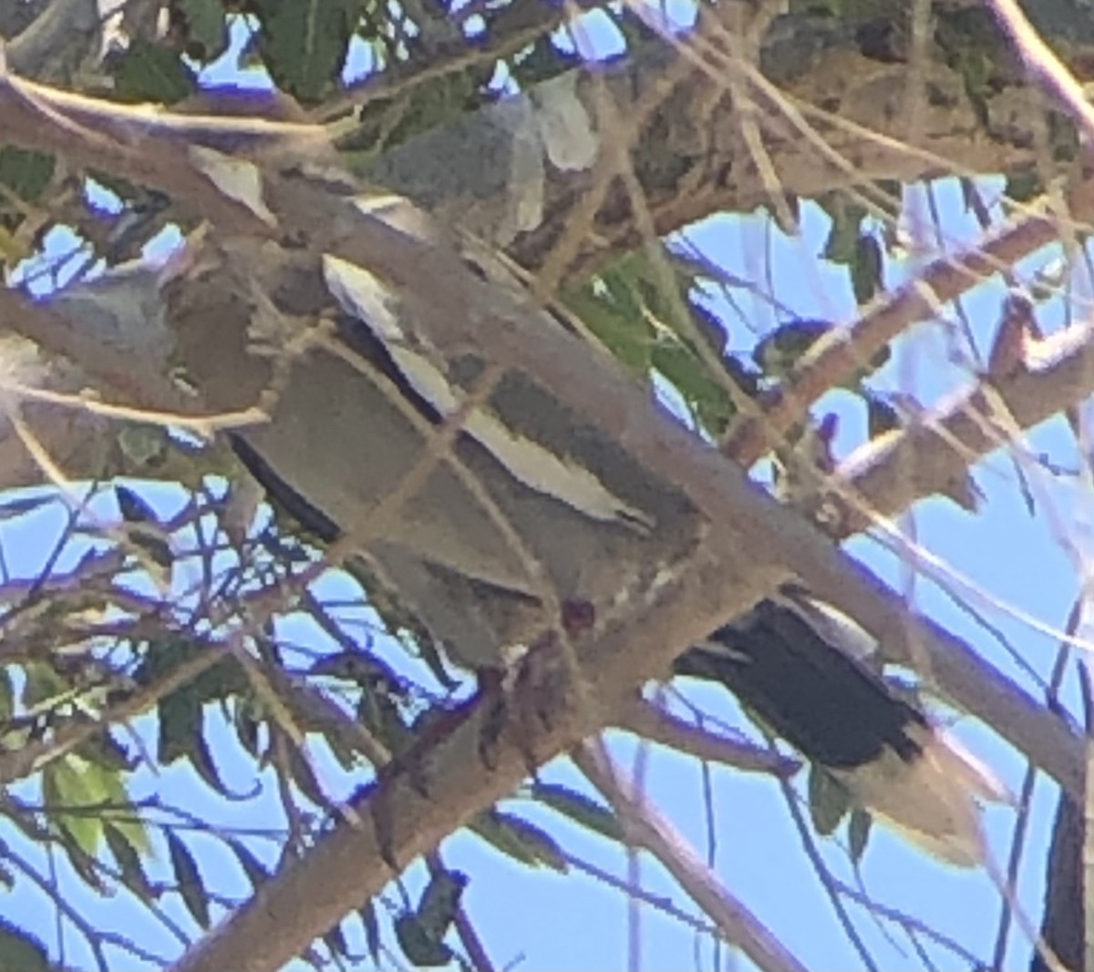 White-winged Dove - ML637612222