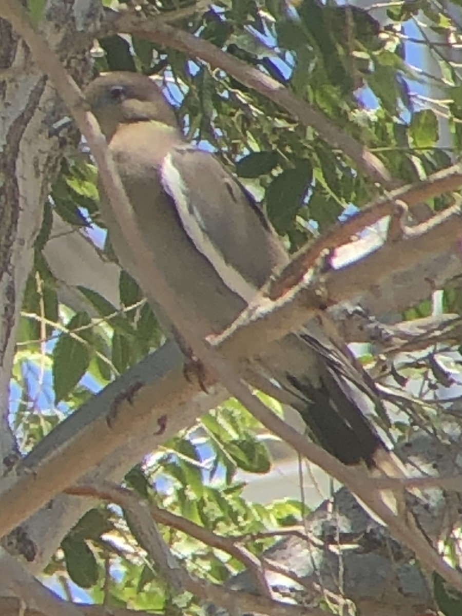 White-winged Dove - ML637612225