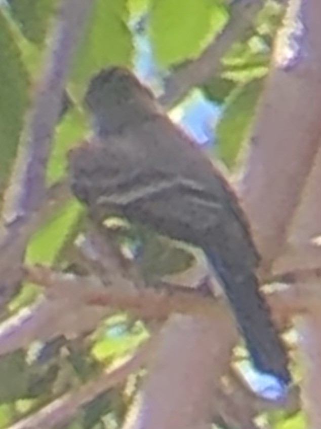 Western Wood-Pewee - ML637612228