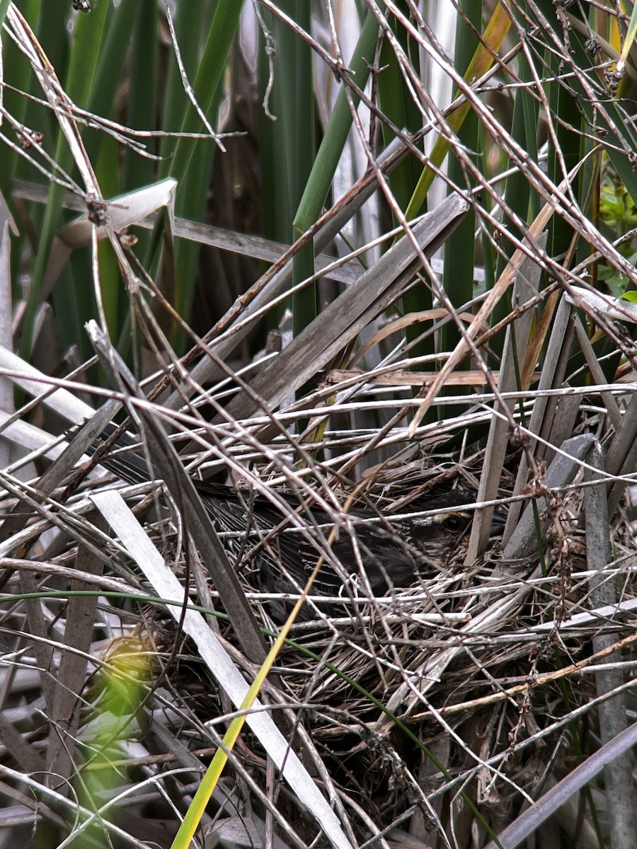 Red-winged Blackbird - ML637612229
