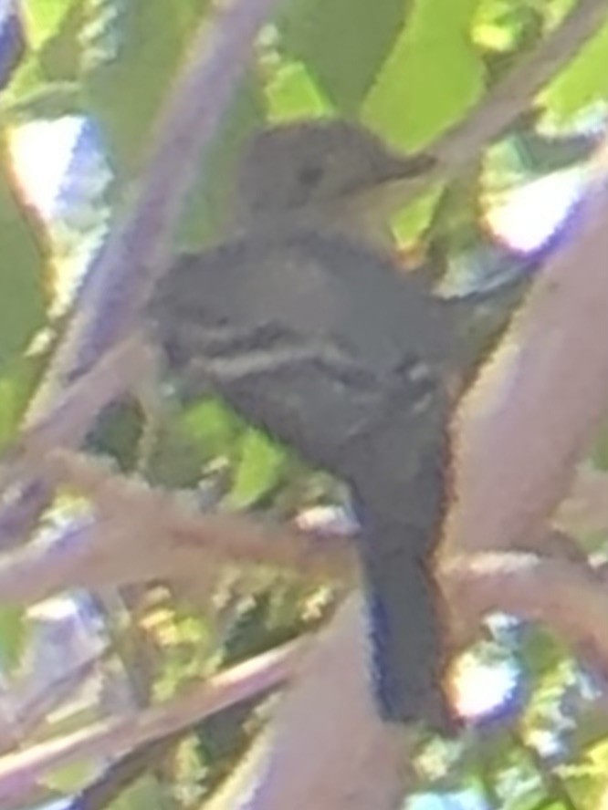 Western Wood-Pewee - ML637612232