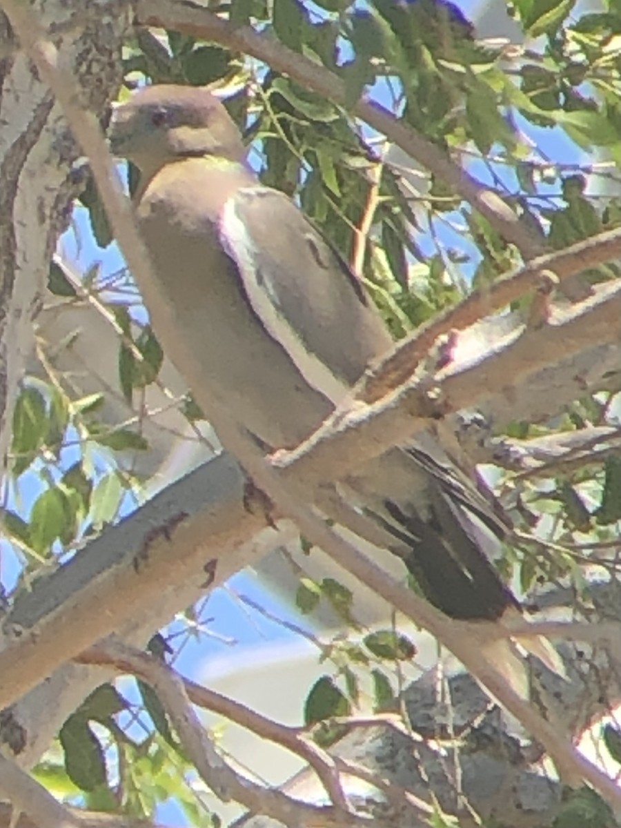 White-winged Dove - ML637612238