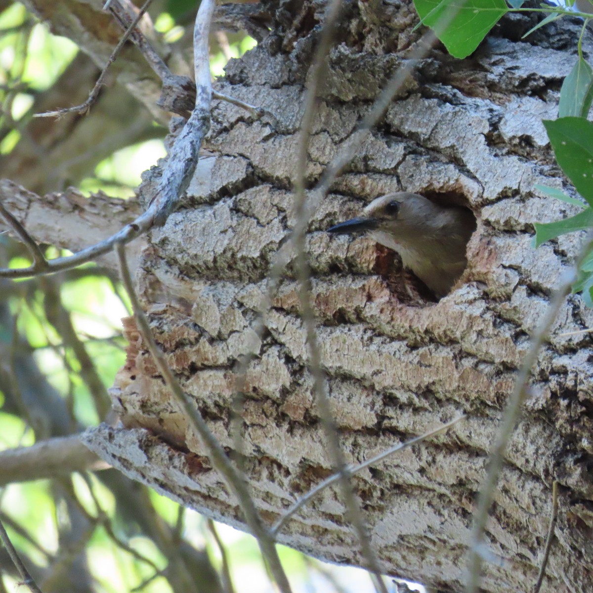 Gila Woodpecker - ML637612239