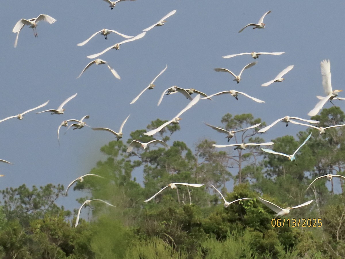Western Cattle-Egret - ML637612240