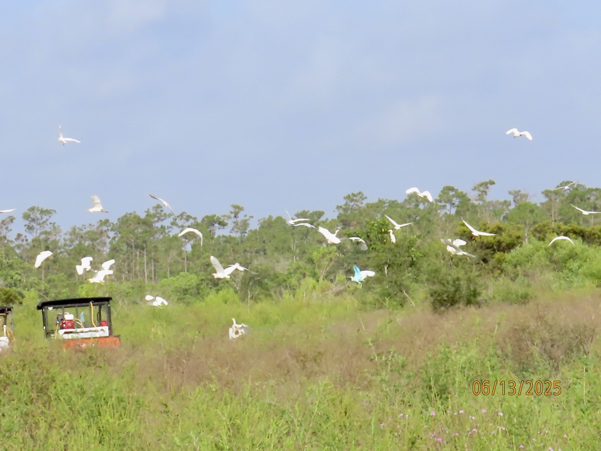 Western Cattle-Egret - ML637612241