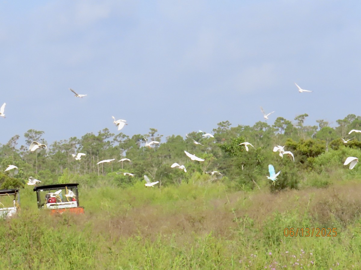Western Cattle-Egret - ML637612243