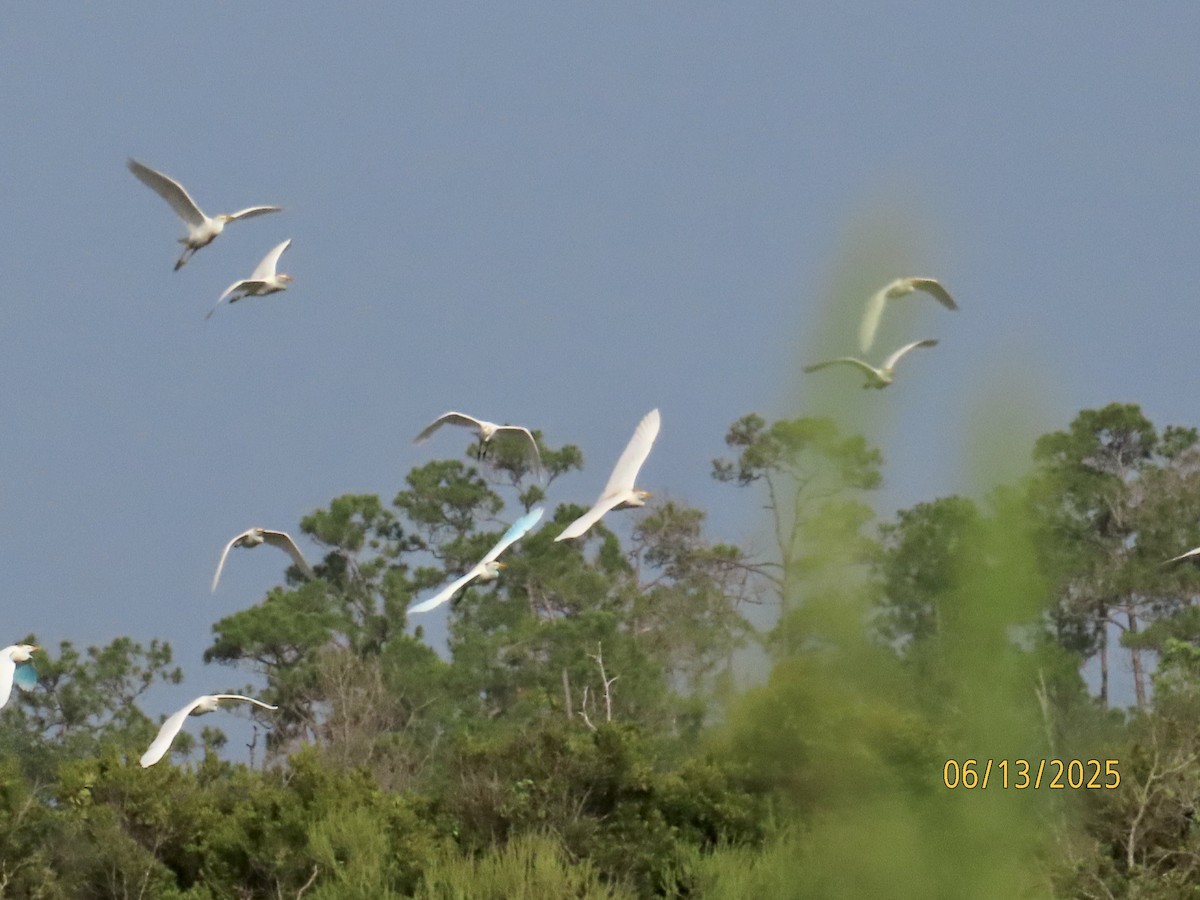 Western Cattle-Egret - ML637612244