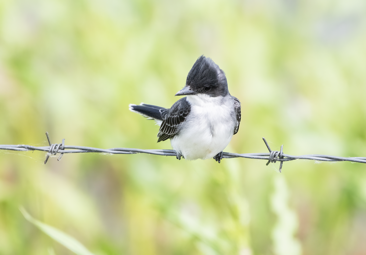 Eastern Kingbird - ML637612262