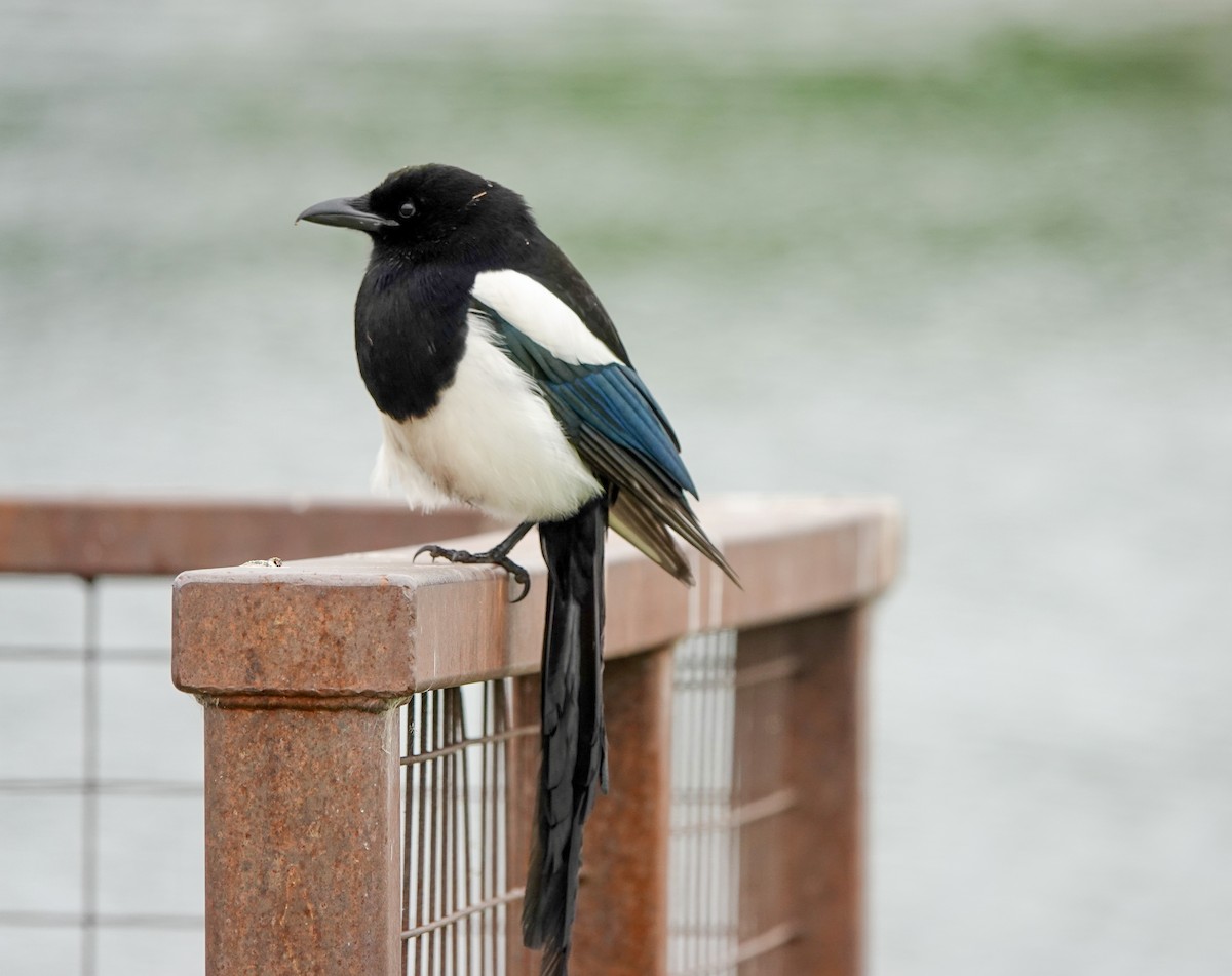 Black-billed Magpie - ML637612286