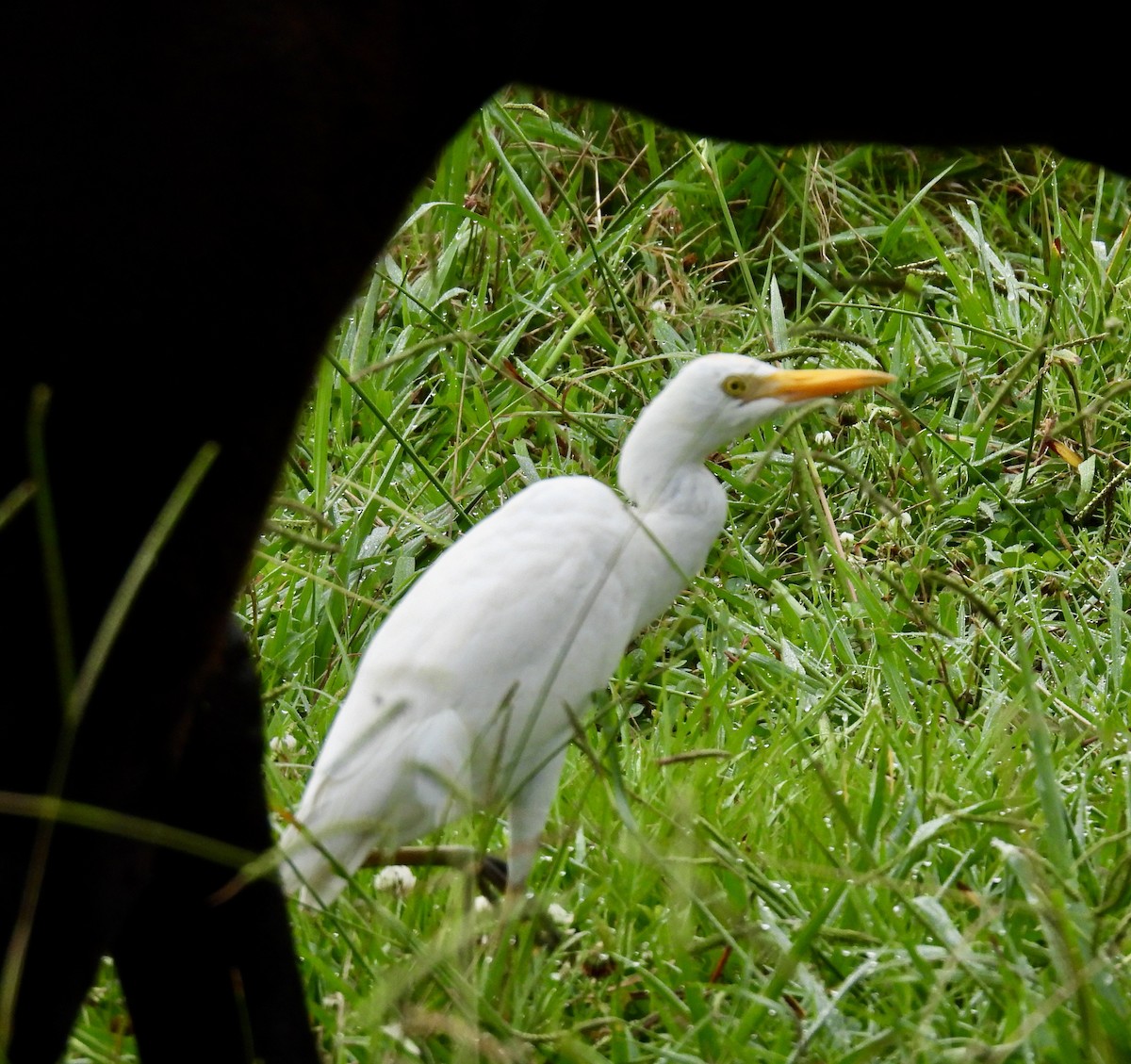 Western Cattle-Egret - ML637612295