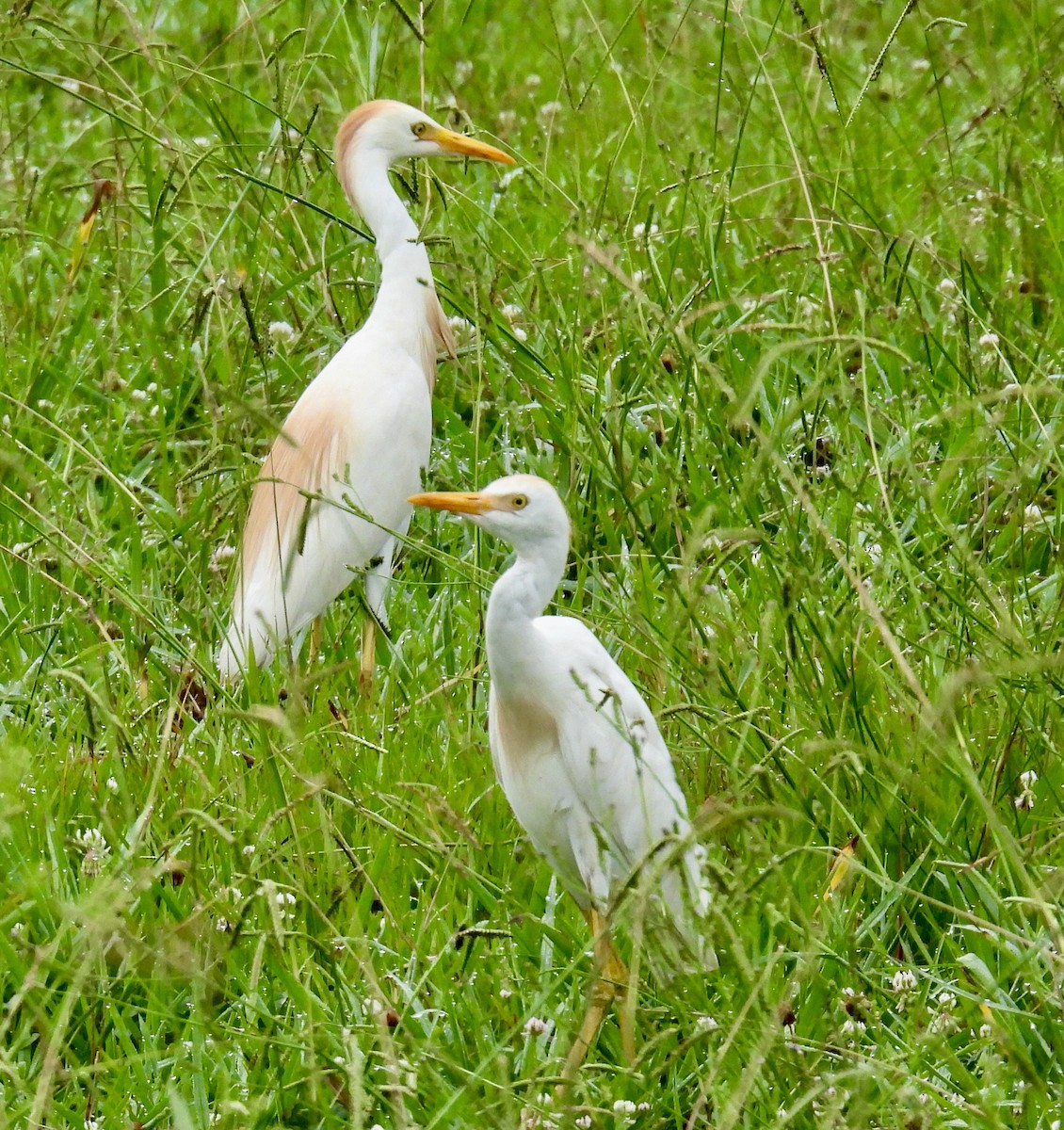 Western Cattle-Egret - ML637612297