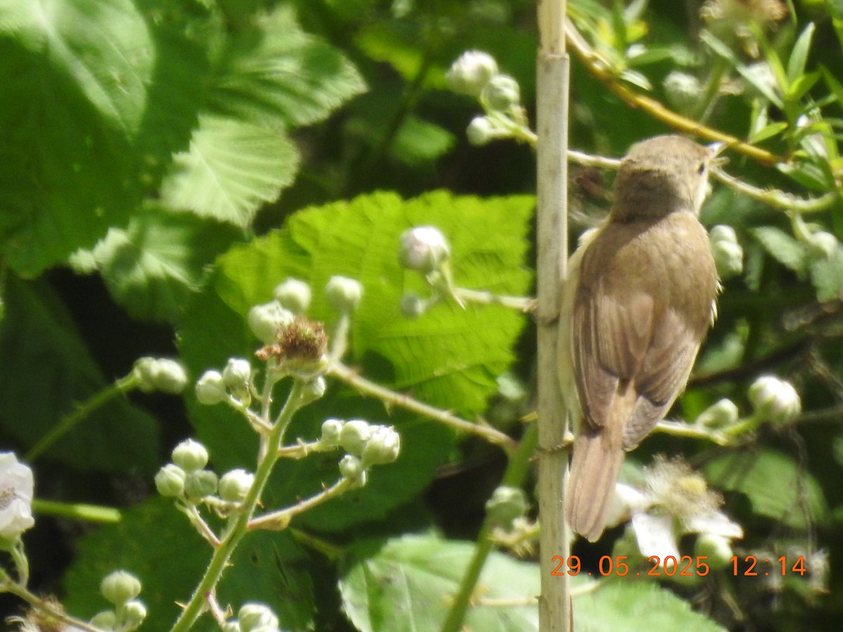 Common Reed Warbler - ML637612308