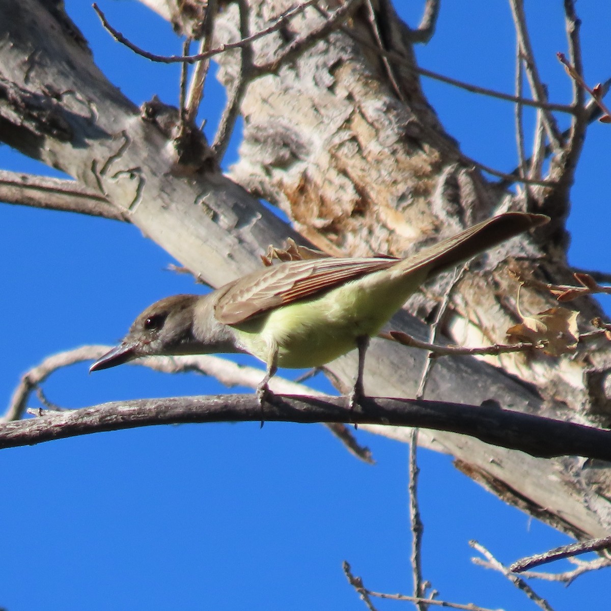 Brown-crested Flycatcher - ML637612309