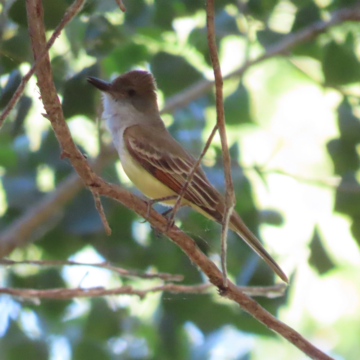 Brown-crested Flycatcher - ML637612310