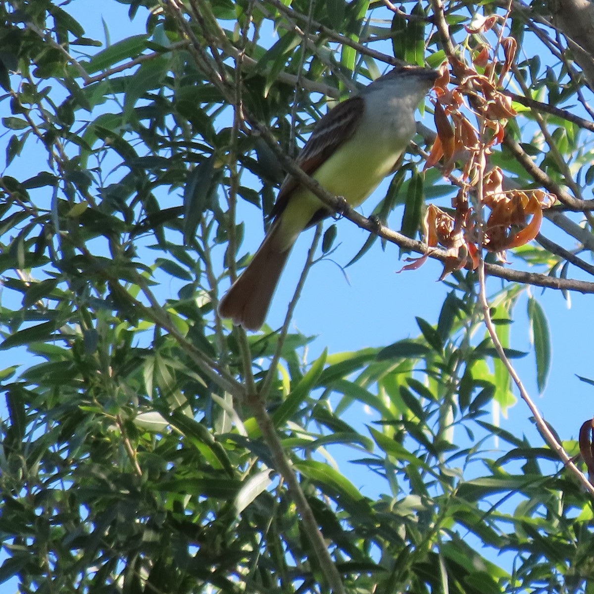 Brown-crested Flycatcher - ML637612311