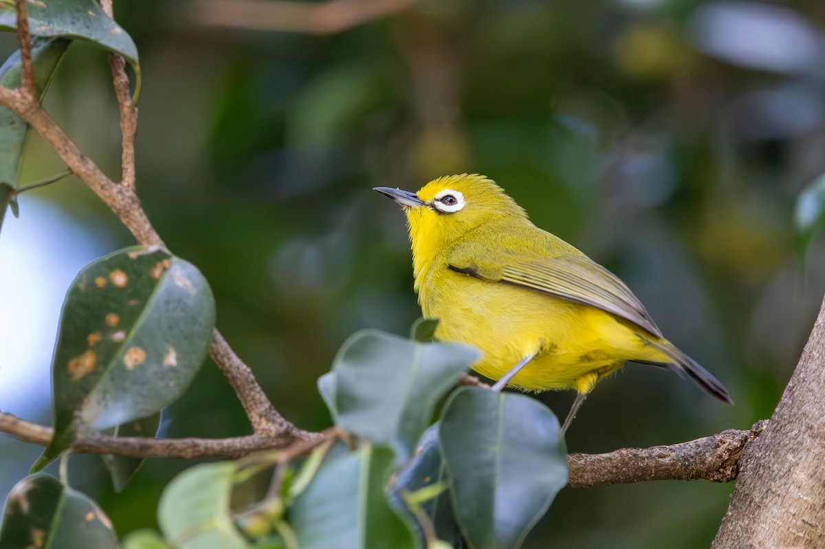 Northern Yellow White-eye - ML637612322