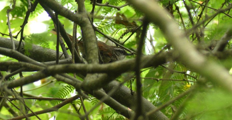 Necklaced Spinetail - ML637612334