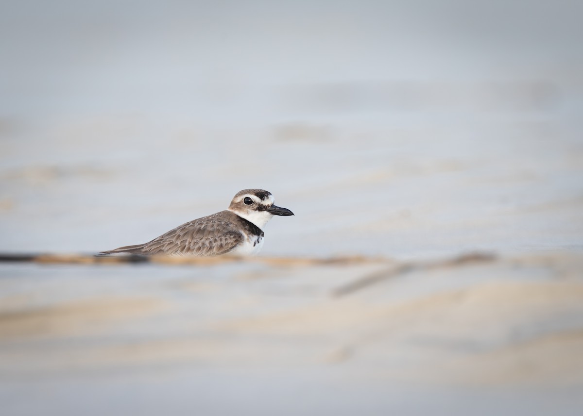 Wilson's Plover - ML637612368