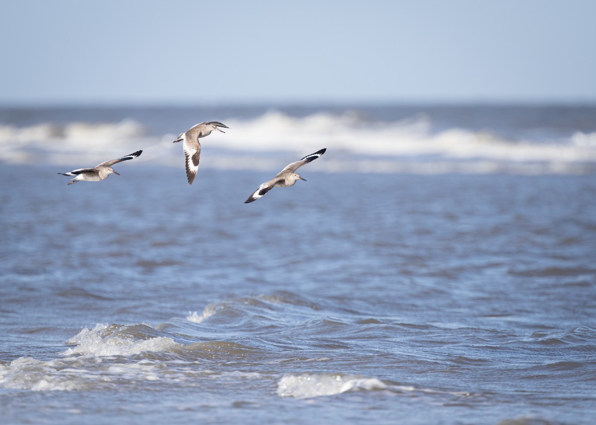 Willet - ML637612385