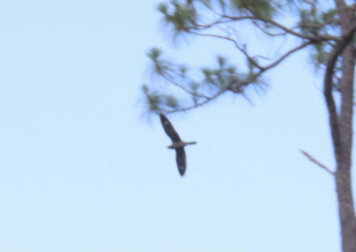 Common Nighthawk - ML637612407