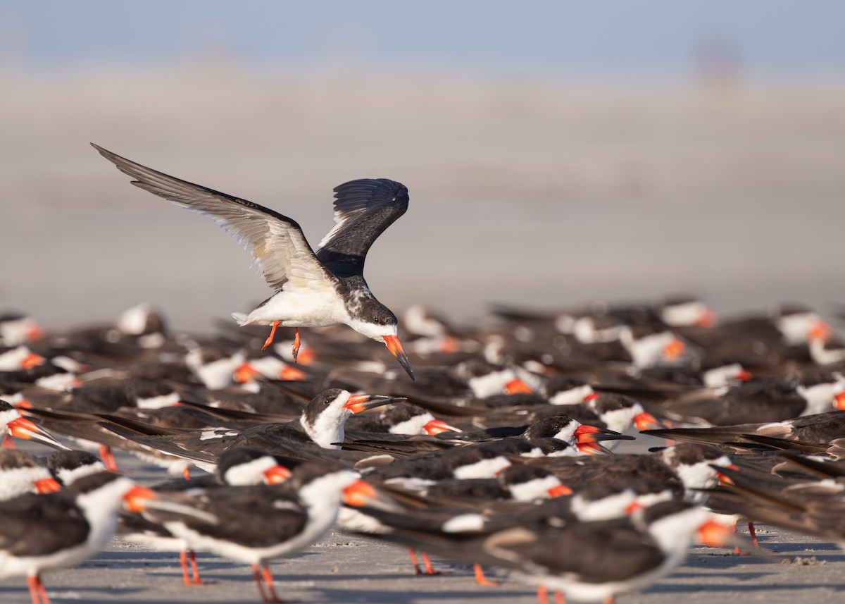 Black Skimmer - ML637612409