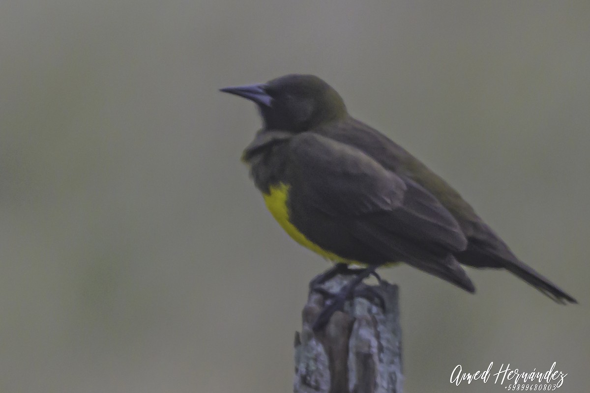 Brown-and-yellow Marshbird - ML637612412