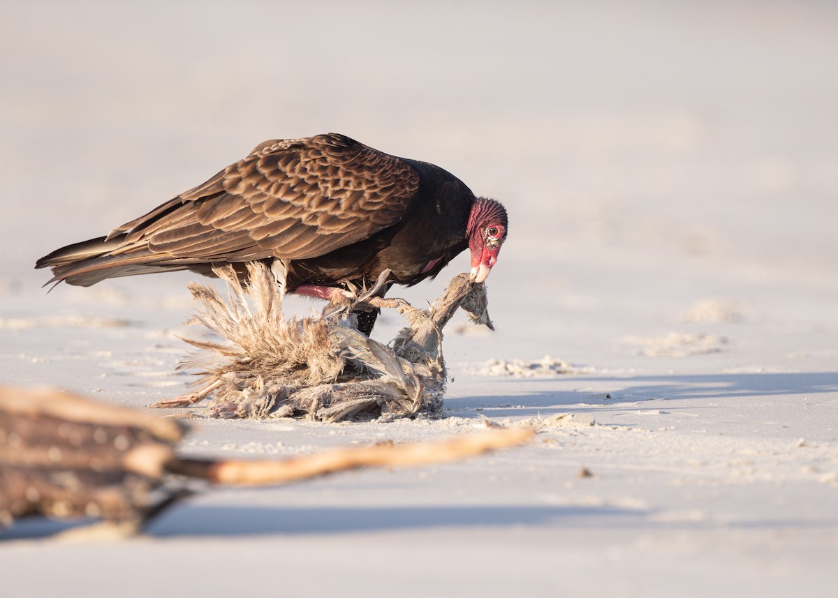 Turkey Vulture - ML637612442