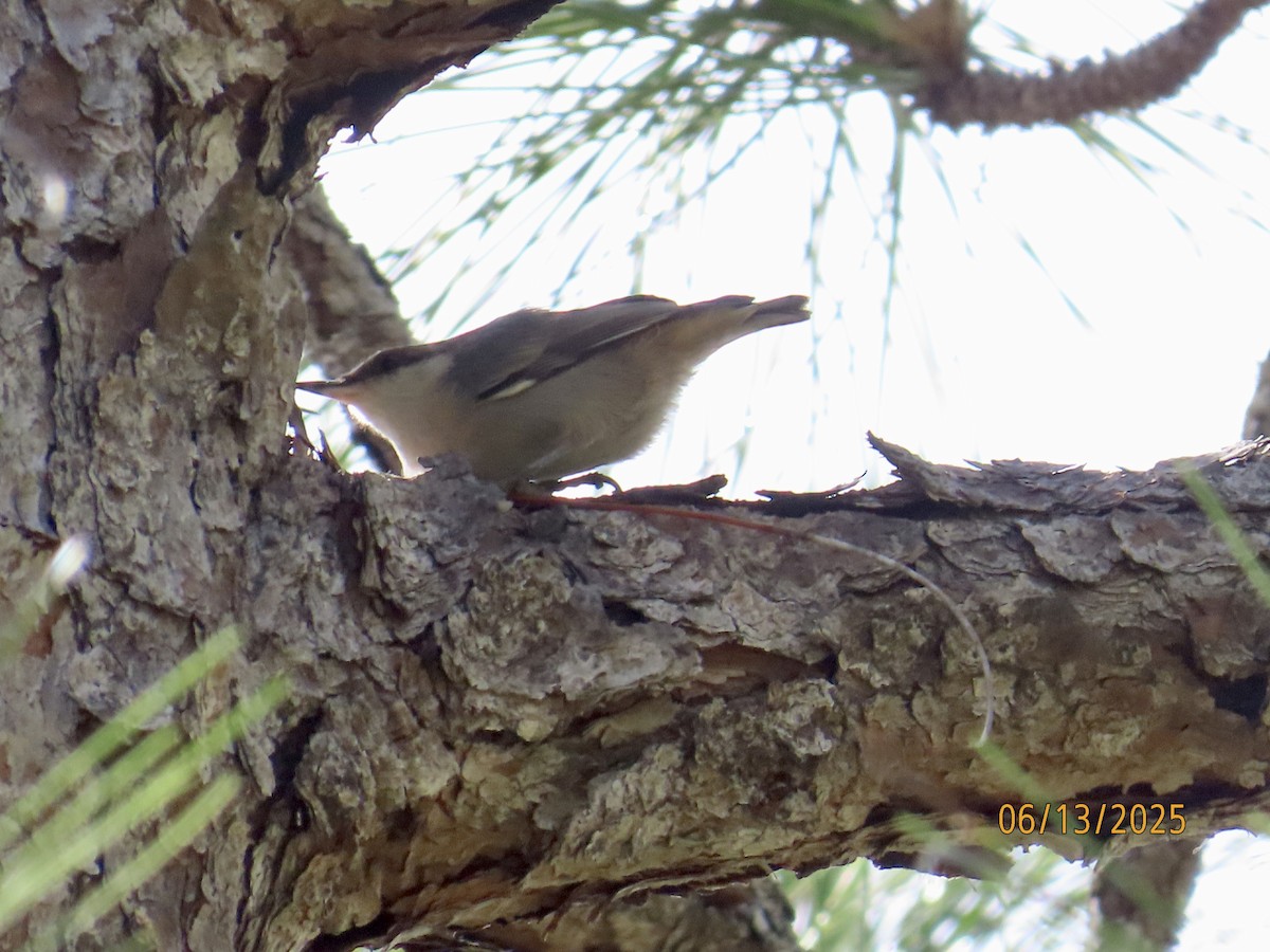 Brown-headed Nuthatch - ML637612472