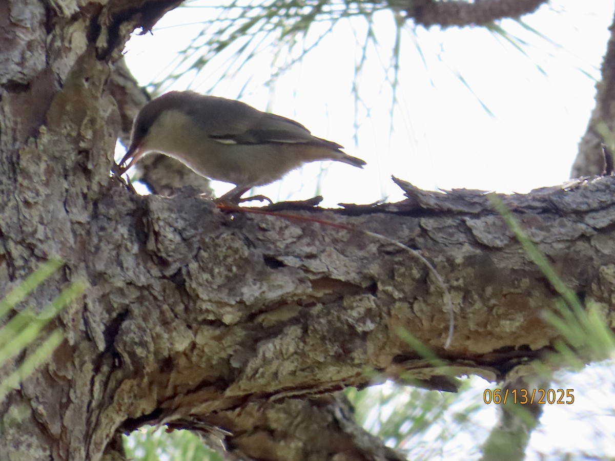 Brown-headed Nuthatch - ML637612473