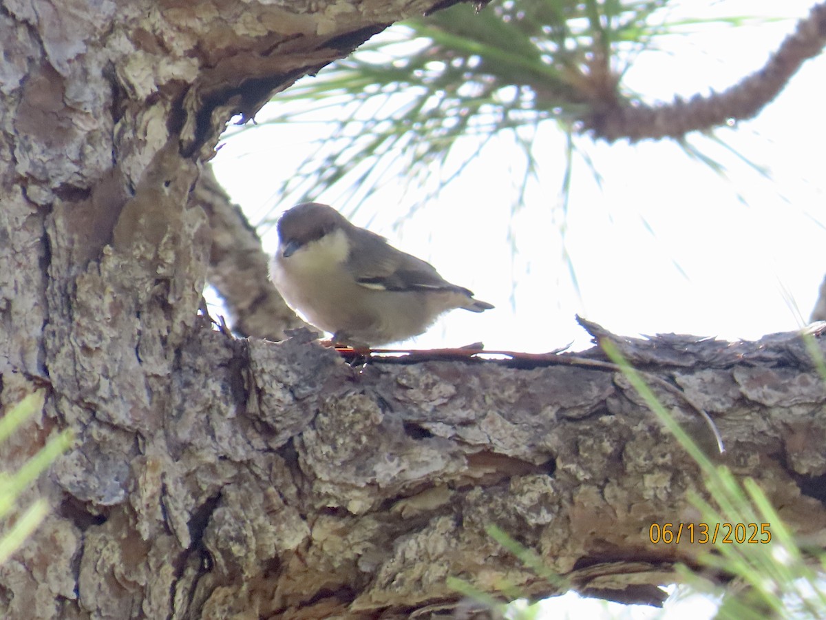 Brown-headed Nuthatch - ML637612474