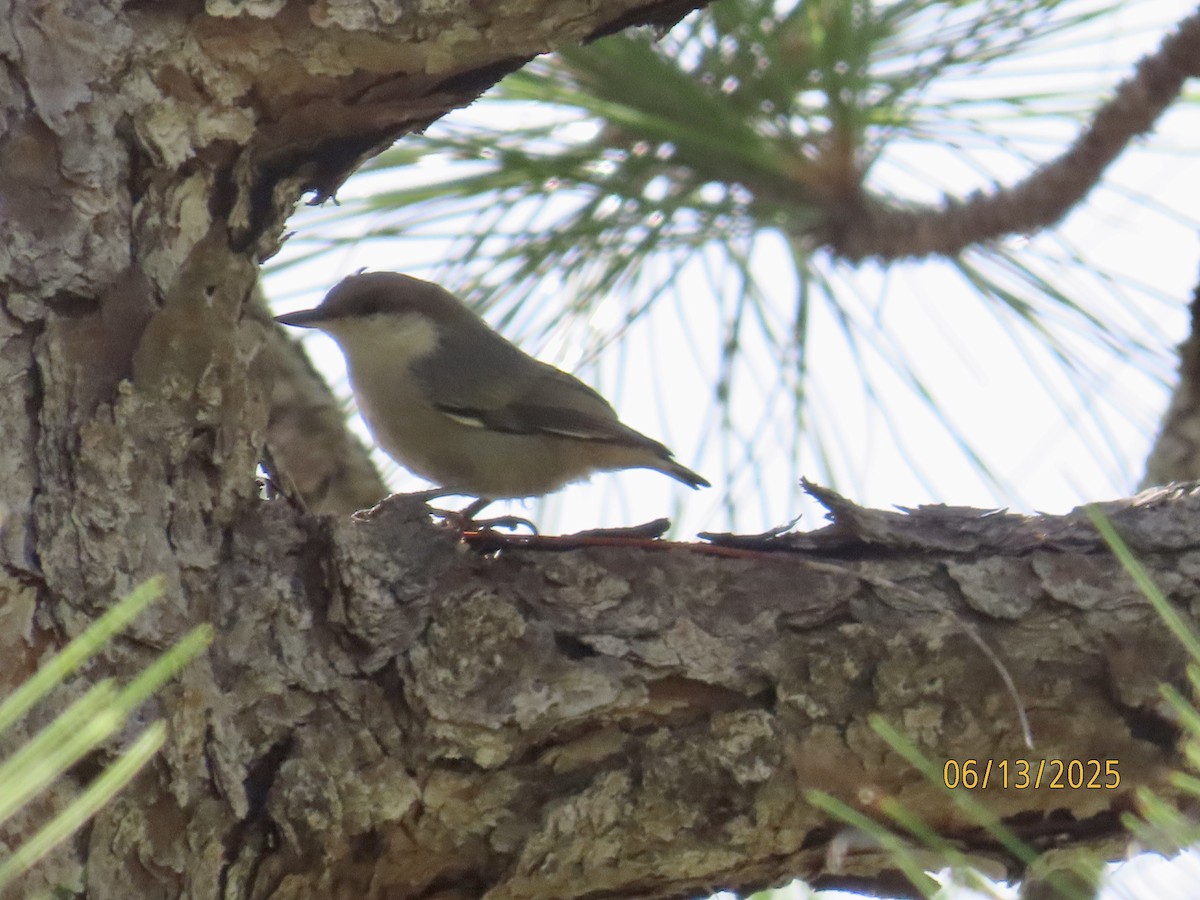Brown-headed Nuthatch - ML637612476
