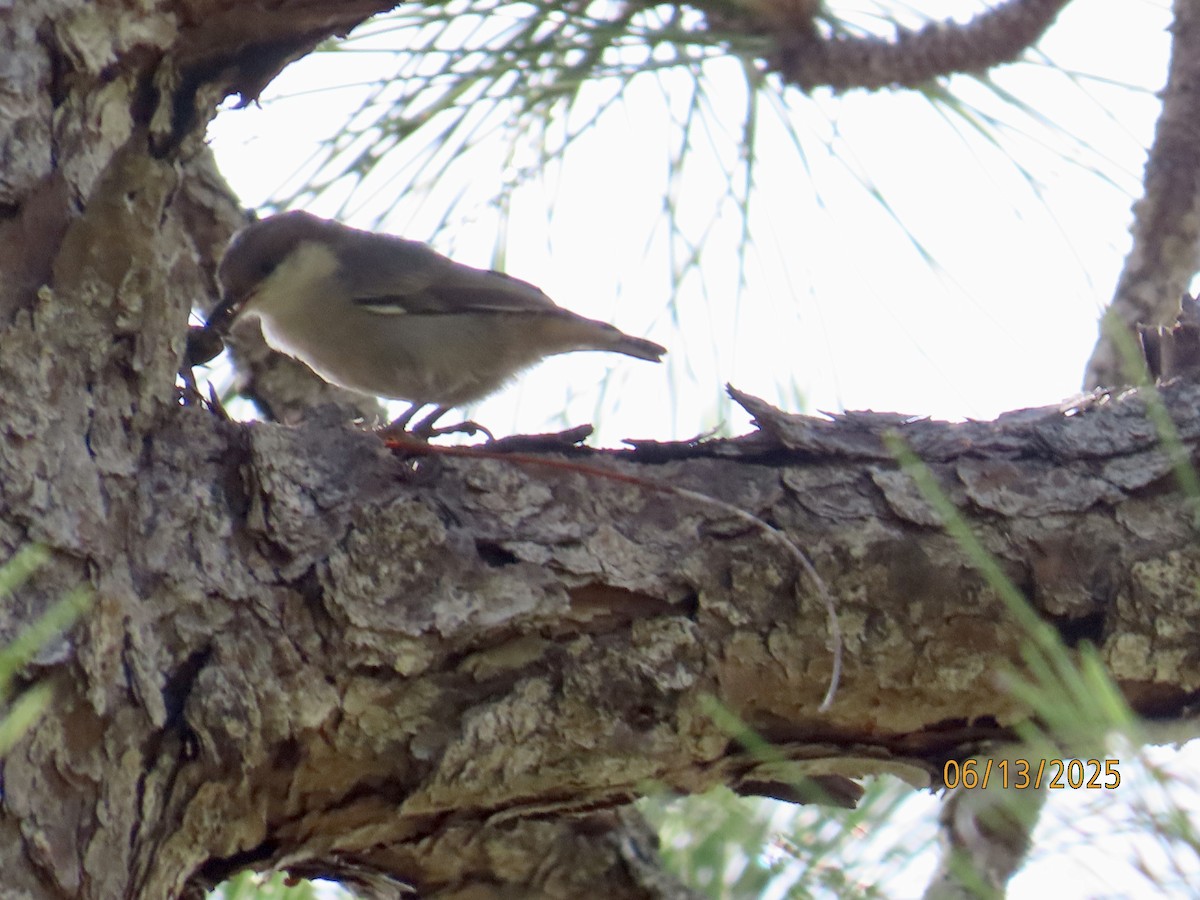 Brown-headed Nuthatch - ML637612477