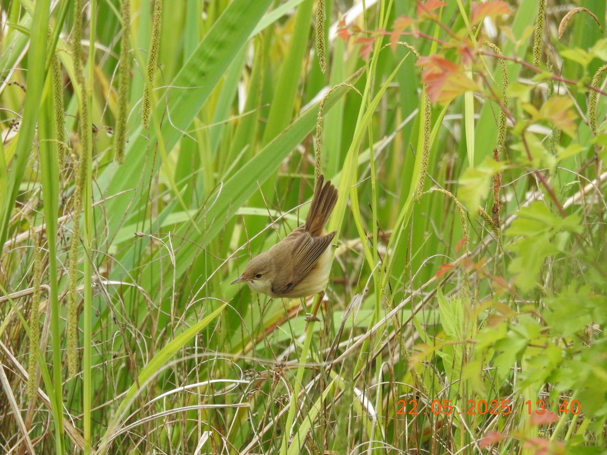 Common Reed Warbler - ML637612489
