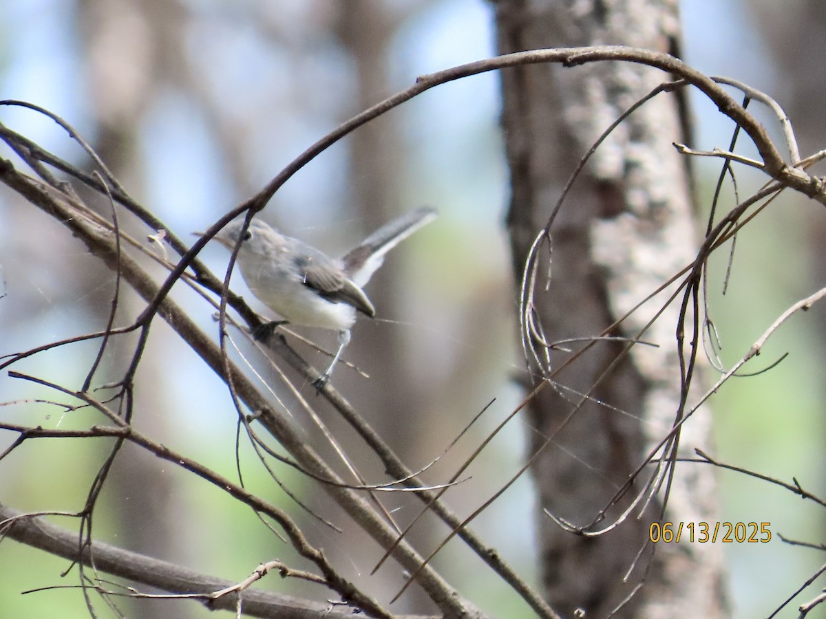Blue-gray Gnatcatcher - ML637612531