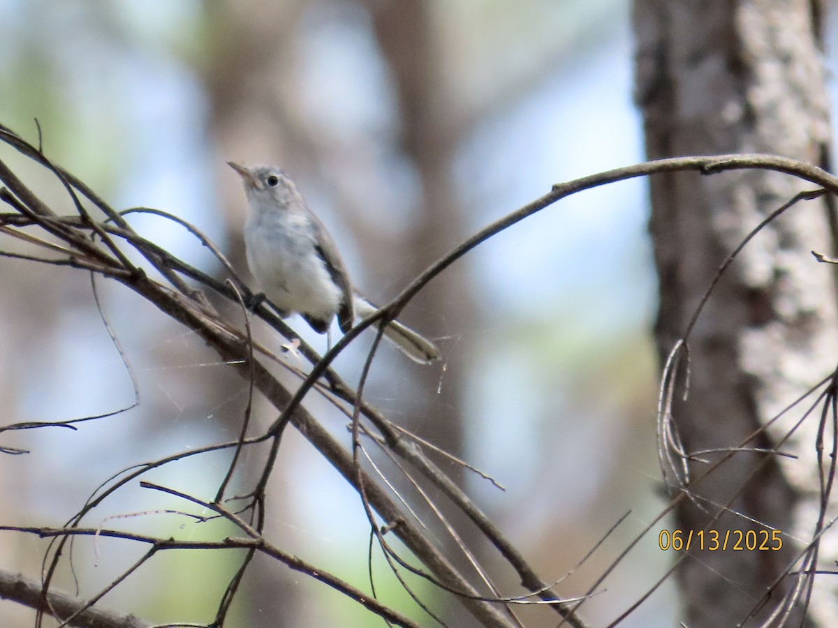 Blue-gray Gnatcatcher - ML637612532